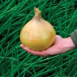 Organic Ailsa Craig Onion