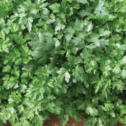 Organic Italian Giant Parsley