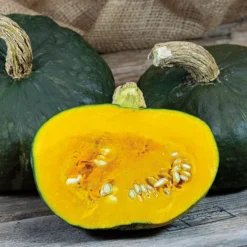 Maxima Organic Burgess Buttercup Squash