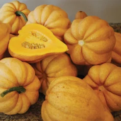 Organic Thelma Sanders' Sweet Potato Acorn Winter Squash