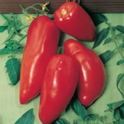 Opalka Organic Tomato