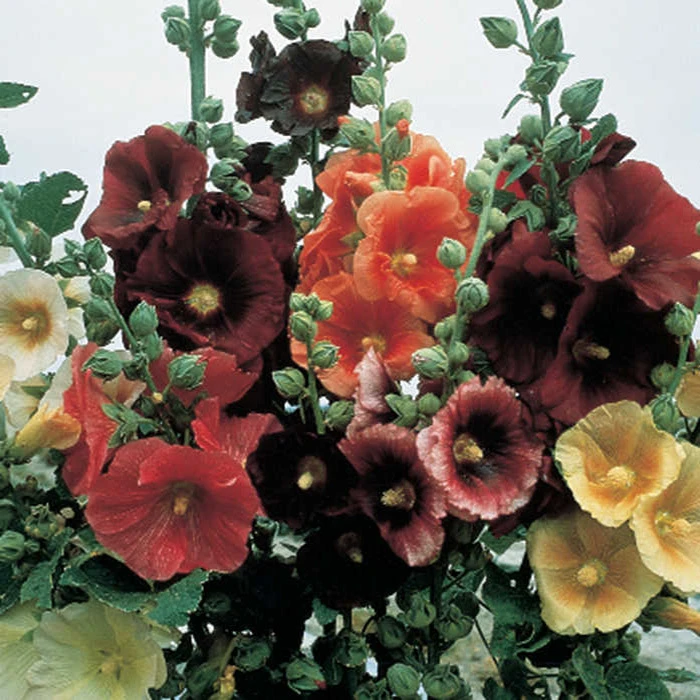 Single Old Fashioned Mix Hollyhock 1 Single Old Fashioned Mix Hollyhock