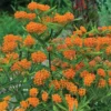 Orange Butterfly Weed