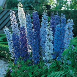 Blue Fountains Delphinium