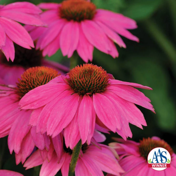PowWow® Wild Berry Echinacea 1 PowWow® Wild Berry Echinacea