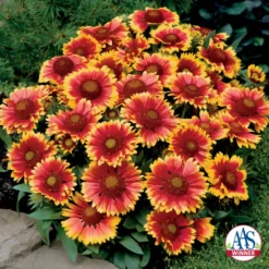 Arizona Sun Gaillardia