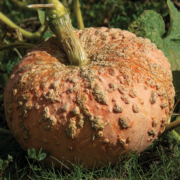 Galeuse D'Eysines Organic Pumpkin 1 Galeuse D'Eysines Organic Pumpkin