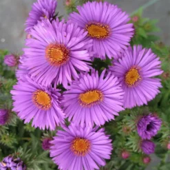 Purple Dome Aster