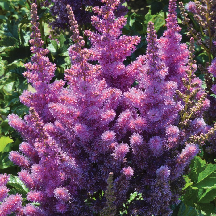 Black Pearls® Astilbe 1 Black Pearls® Astilbe