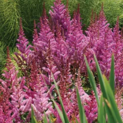 Maggie Daley Astilbe