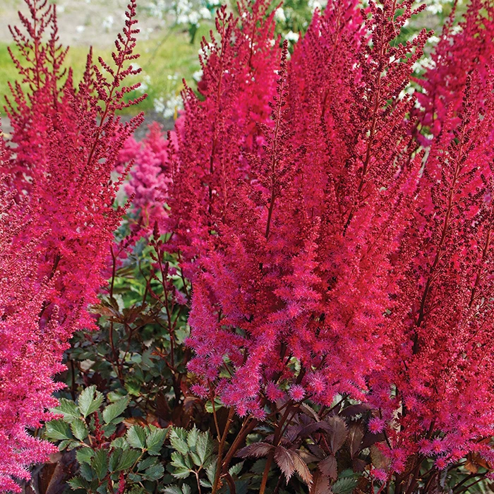 Mighty Chocolate Cherry Astilbe 1 Mighty Chocolate Cherry Astilbe