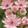Sparkling Stars Pink&reg; Astrantia