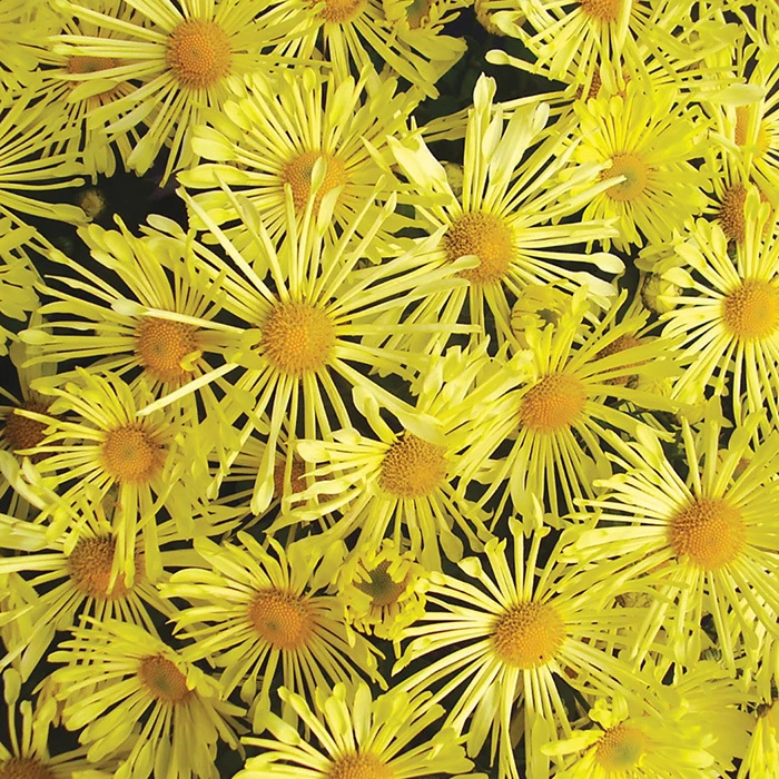 Mammoth™ Yellow Quill Chrysanthemum 1 Mammoth™ Yellow Quill Chrysanthemum