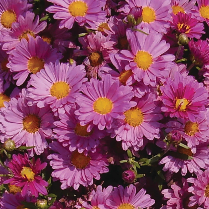 Mammoth™ Lavender Daisy Chrysanthemum 1 Mammoth™ Lavender Daisy Chrysanthemum