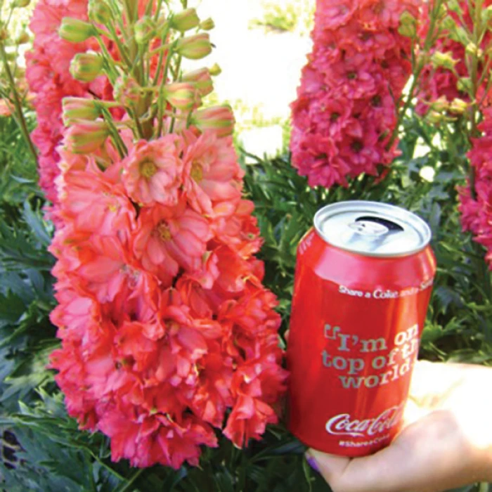 Red Lark Delphinium 1 Red Lark Delphinium
