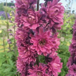 Highlander® Flamenco Delphinium