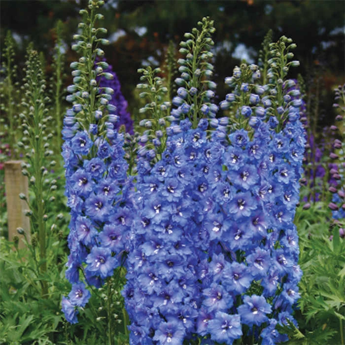 Blue Lace Delphinium 1 Blue Lace Delphinium