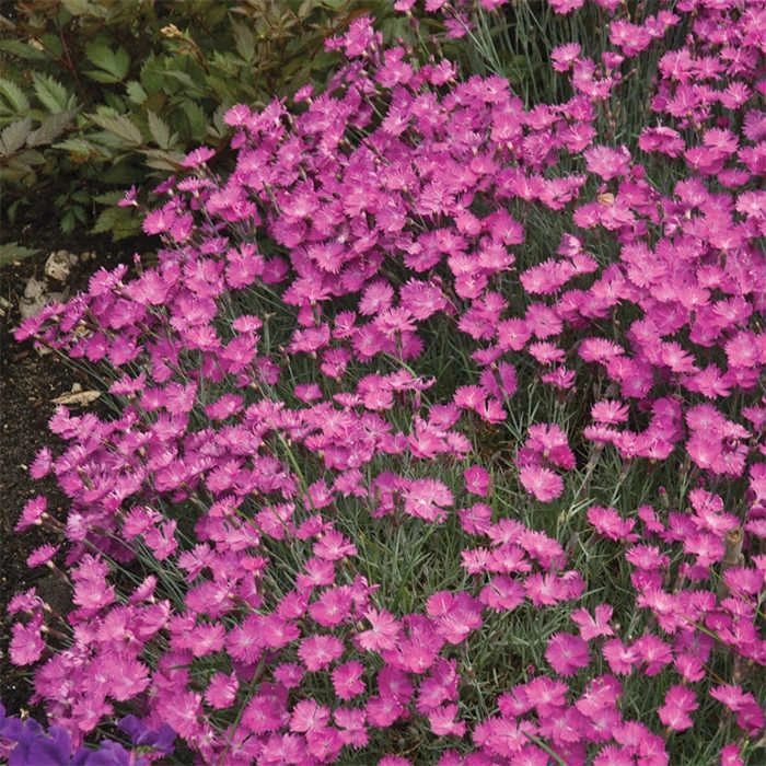 Firewitch Dianthus 1 Firewitch Dianthus