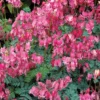 King Of Hearts Dwarf Bleeding Heart