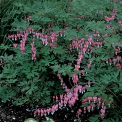 Giant Pink Bleeding Heart