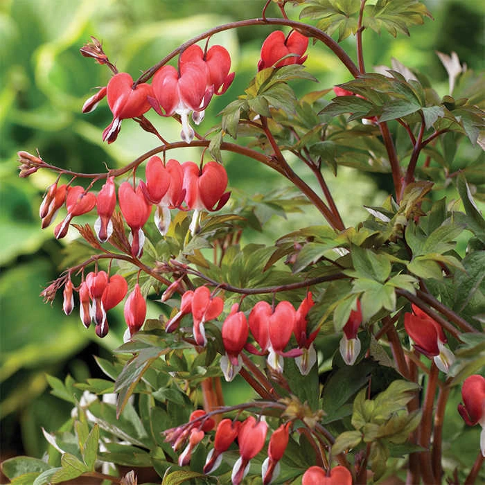 Giant Valentine® Bleeding Heart 1 Giant Valentine® Bleeding Heart