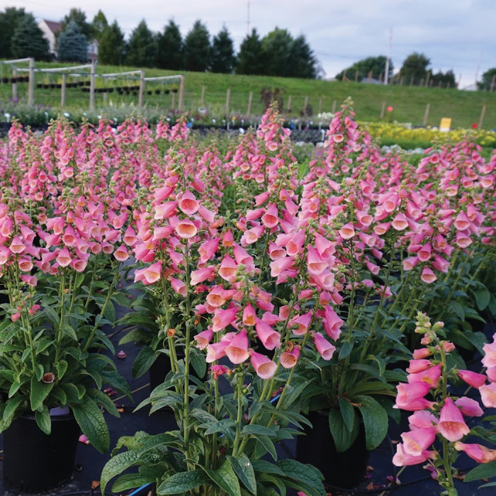 Arctic Fox Rose Foxglove 1 Arctic Fox Rose Foxglove