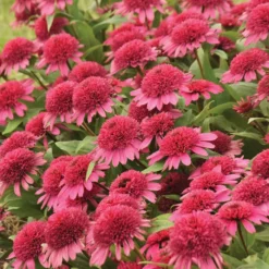 Double Coded&trade; Raspberry Beret Echinacea