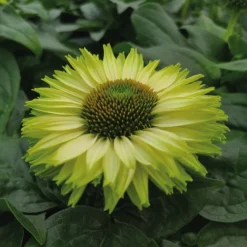 SunSeekers Apple Green Echinacea