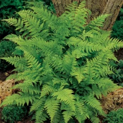 Lady Fern