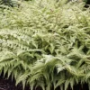 Ghost Fern