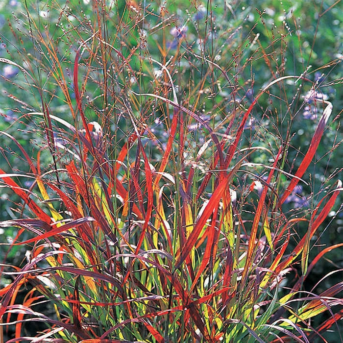 Shenandoah Red Switch Grass 1 Shenandoah Red Switch Grass