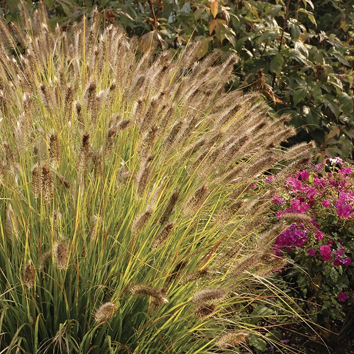Desert Plains Fountain Grass 1 Desert Plains Fountain Grass