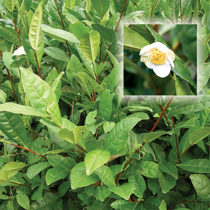 Korean Tea Plant 1 Korean Tea Plant