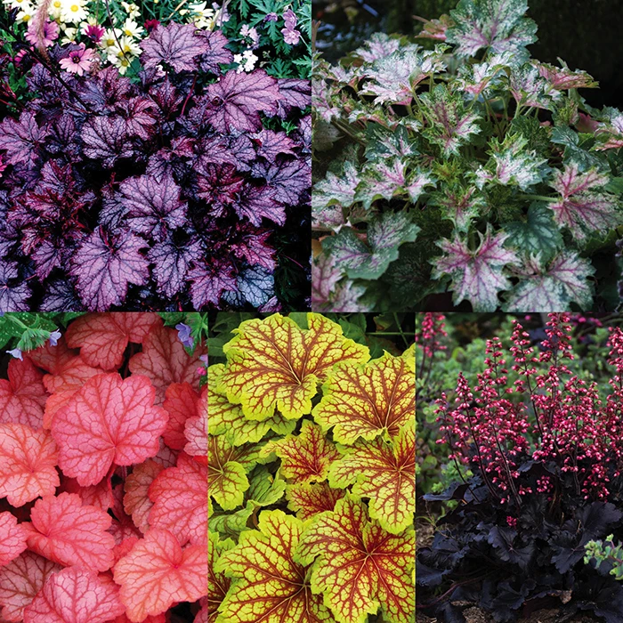 Heuchera Collection 1 Heuchera Collection
