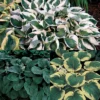 Amazing Deal Hosta Offer