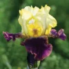 Blatant Reblooming Bearded Iris