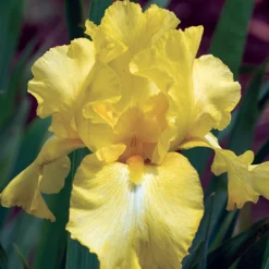 Harvest Of Memories Reblooming Iris