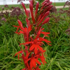 Cardinal Lobelia