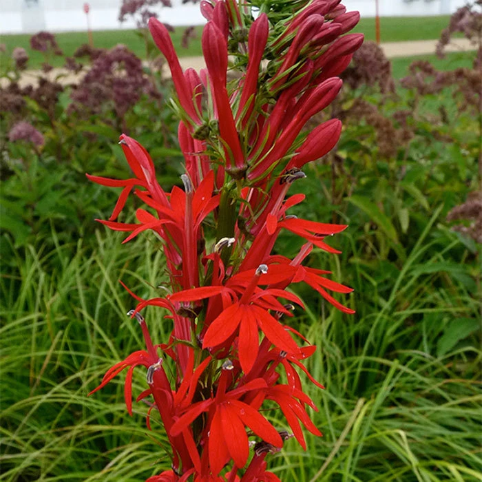 Cardinal Lobelia 1 Cardinal Lobelia