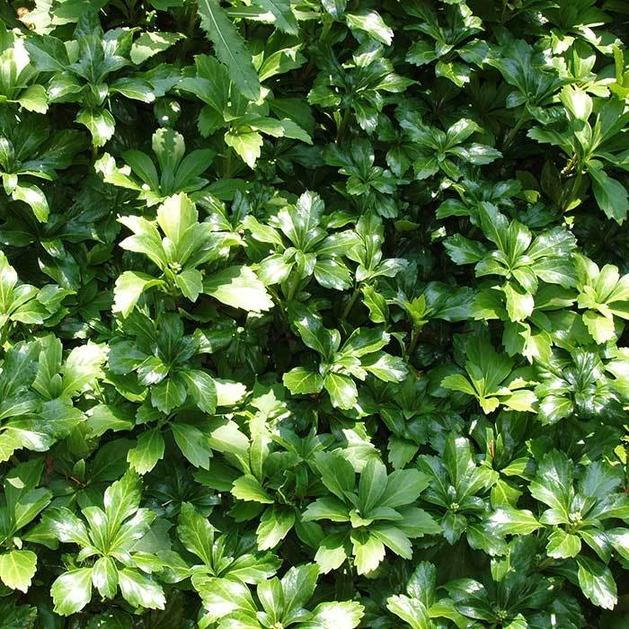 Pachysandra Green Carpet 1 Pachysandra Green Carpet