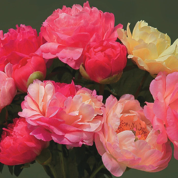 Coral Sunset Peony 1 Coral Sunset Peony