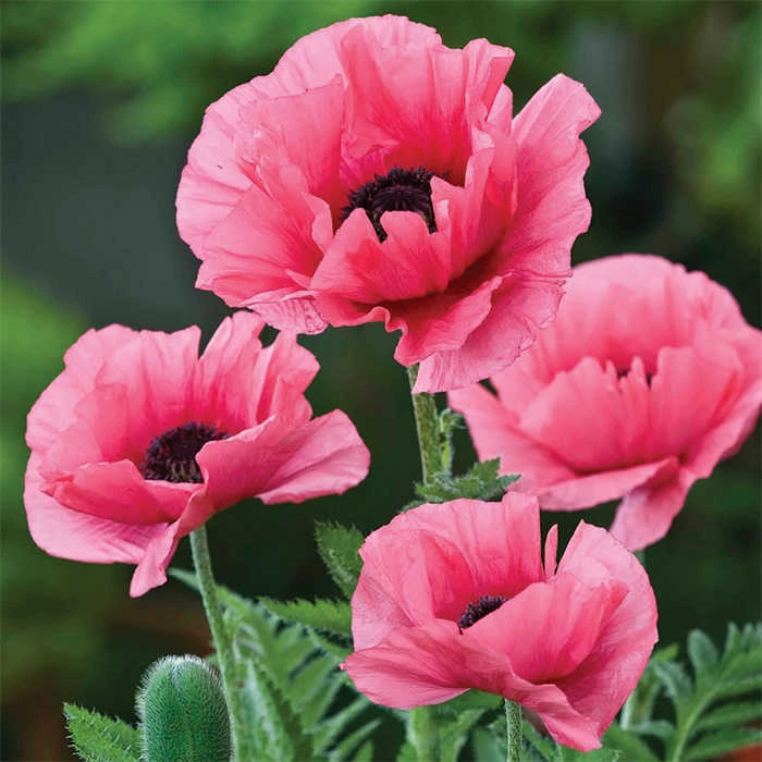 Burning Heart Oriental Poppy 1 Burning Heart Oriental Poppy