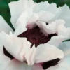 Snow Goose Oriental Poppy
