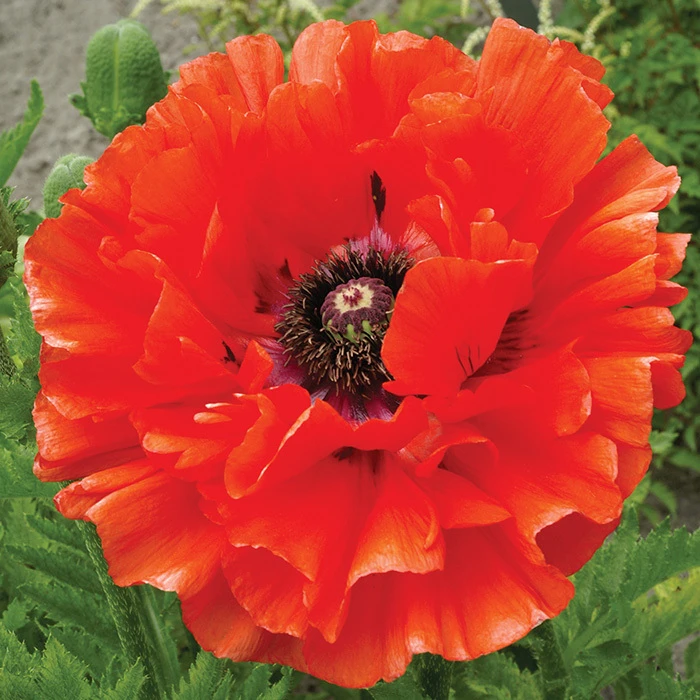 Eye Catcher Poppy 1 Eye Catcher Poppy