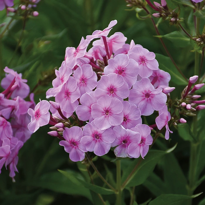 Uptown Girl Hardy Garden Phlox 1 Uptown Girl Hardy Garden Phlox