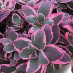 Sunsparkler&reg; 'Dream Dazzler' Sedum