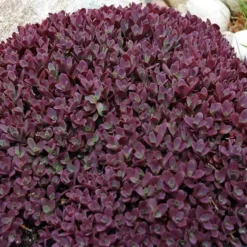Sunsparkler® Firecracker Sedum