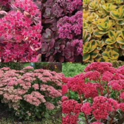 Sedum Sampler