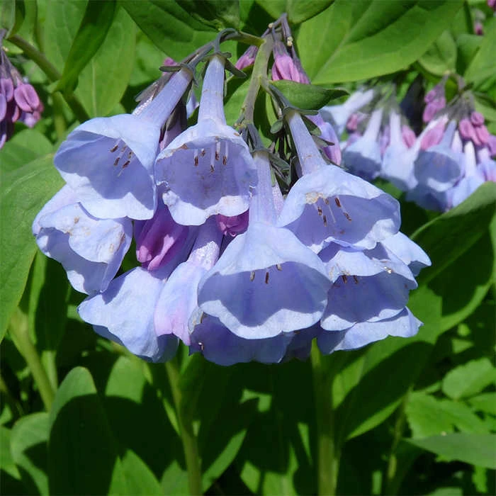 Virginia Bluebells 1 Virginia Bluebells