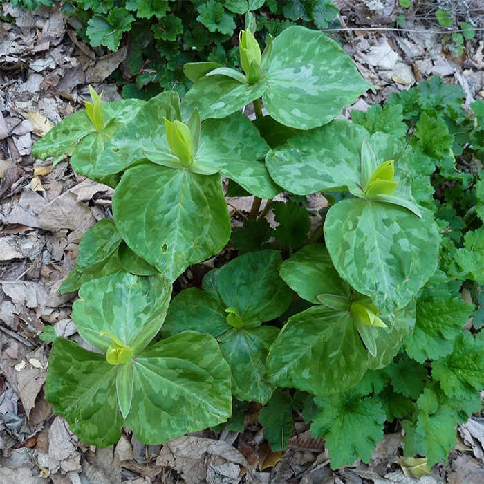 Yellow Trillium 1 Yellow Trillium